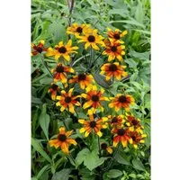Rudbeckia Triloba Prairie Glow Dreilappiger Sonnenhut Ca. 11x11 cm Topf