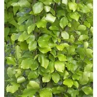 Gelbe Säulen Buche 80-100cm - Fagus sylvatica