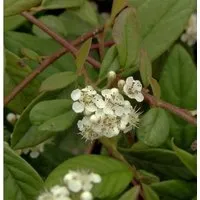 Kriechmispel Herbstfeuer 20-30cm - Cotoneaster salicifolius
