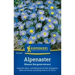 Kiepenkerl Alpenastersamen Blaues Bergsteinkraut Aster alpinus 30 Pflanzen