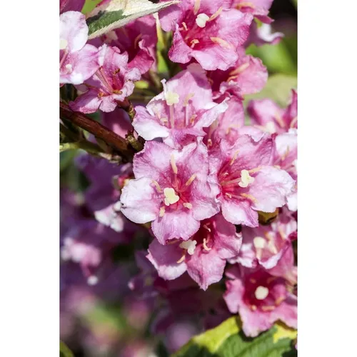 Weigela florida 'Nana Variegata' 100-125 cm - Weigelie, cremeweiße Blüten, Blütezeit Mai-Juni, ideal für Hecken und Rabatten, bienenfreundlich, pflegeleicht