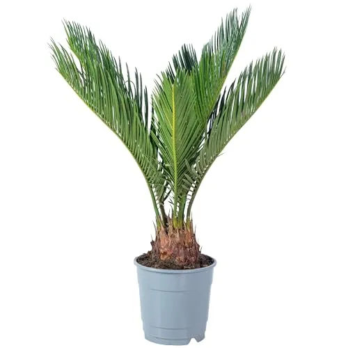 Palmfarn 6+ Wedel - pflegeleichte Zimmerpflanze, Cycas revoluta - Höhe ca. 25 cm, Topf-Ø 12 cm