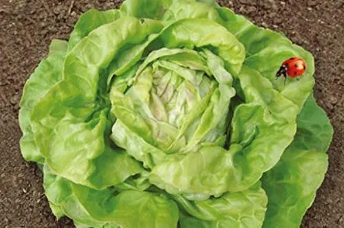 Stk - 40x Kopfsalat Maikönig EKO - Salat Samen Gemüse KS520 - Seeds & Plants Shop by Ipsa