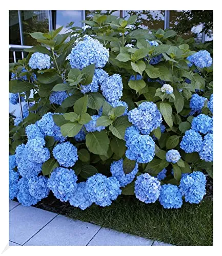 BALDUR Garten Bauern-Hortensien 'Générale Vicomtesse de Vibraye®', 1 Pflanze, Wuchs ist kompakt, Hydrangea macrophylla, winterhart, blühend, Hydrangea macrophylla
