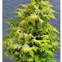 Zypresse Sunny Kiss 20-30cm - Chamaecyparis lawsoniana - Sträucher - Neuheit mit auffälligem, sonnigen Laub, ideal für sonnige bis halbschattige Gärten, robust und anpassungsfähig.