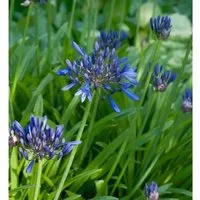 Schmucklilie Navy Blue - Agapanthus africanus