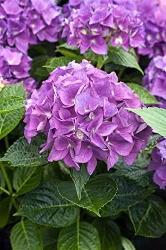 Hydrangea Macrophylla Bauernhortensie Hovaria-R- 'Hobergine' 30-40 cm - Blühende Zimmerpflanzen: Die Bauernhortensie 'Hobergine' begeistert mit tiefvioletten Blüten und ist ideal für schattige Gartenbereiche. Pflegeleicht, winterhart und bienenfreundlich.