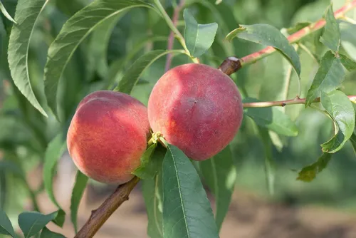 Prunus Persica Dixired Pfirsichbaum 150–200 cm - Hausbäume mit saftigen roten Früchten und zarten rosa Blüten. Ideal für Obstgärten, pflegeleicht und winterhart.