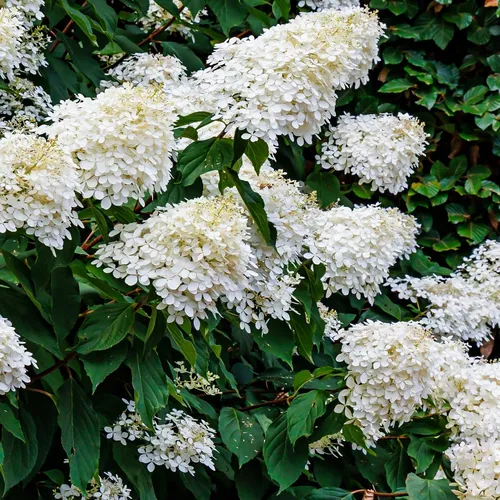 Strauß-Hortensie Grandiflora 2 L