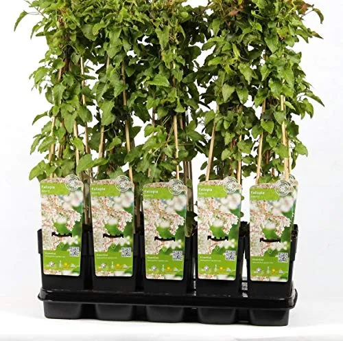 Blumen-Senf Schling-Knöterich 60-70 cm - Fallopia aubertii - sehr starkwüchsig, reichblühend
