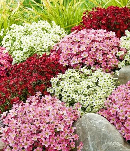 BALDUR Garten 3er Saxifraga-Mix Blütenteppich - Robuster Bodendecker im 9x9 cm Topf, ideal für sonnige bis halbschattige Standorte. Pflegeleicht, mehrjährig und winterhart, mit schöner Blüte von April bis Mai.