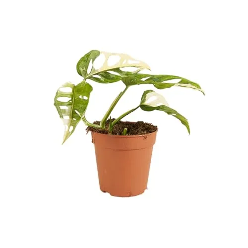Bloomique - Monstera adansonii Variegata - Monkey Leaf - Fensterblatt - Luftreinigende Zimmerpflanzen - Monstera Pflanze - Hängepflanze echt - Kletterpflanzen Zimmer - Höhe 20-25 cm - Topf 12 cm