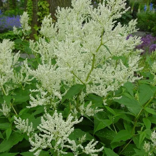 Knöterich - Persicaria polymorpha | Topf 9cm x 9cm 6 x