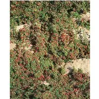 Cotoneaster Dammeri Cooper Teppichmispel Immergrün Ca. 9x9 cm Topf