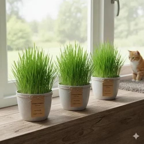 Cyperus Zumula Katzengras, 3er Set, Fertig Gewachsen, Zimmerpflanzen, Pflegeleic