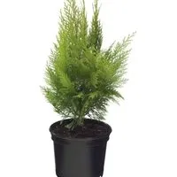 Gelbe Kegelzypresse Ellwoodiis Empire 30-40cm - Chamaecyparis,awsoniana
