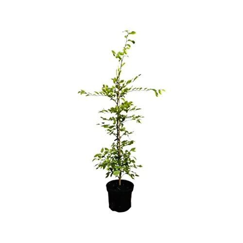 Carpinus betulus – Winterhart, Mehrjährig, Pflegeleicht – Hainbuche – Heckenpflanze für Garten & Sichtschutz