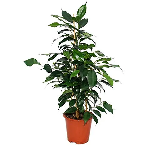Ficus benjamini "Danielle" - Birkenfeige 14cm - Die Ficus "Danielle" begeistert mit ihren glänzenden schwarzgrünen Blättern. Ideal für Ihr Zuhause, sorgt sie für ein angenehmes Raumklima und ist pflegeleicht. Topfgröße: 14cm, Gesamthöhe: ca. 45cm.