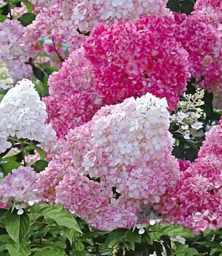 BALDUR Garten Freiland-Hortensie 'Vanille Fraise®' im 9x9 cm-Topf - Schöne Gartenhortensie mit zahlreichen Blütenrispen. Ideal für sonnige bis halbschattige Standorte. Pflegeleicht und winterhart, blüht über Monate. Perfekt für vielfältige Gartenarrangements.