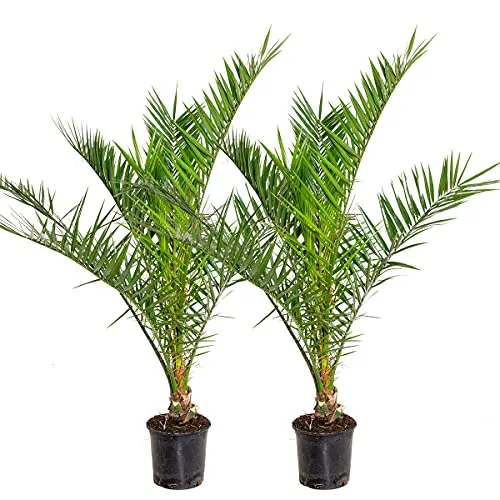 Bloomique - 2er Set Kanarische Dattelpalme - Phoenix Canariensis - Baumsamen & -pflanzen: Winterharte Dattelpalme für mediterranes Flair auf Balkon oder Terrasse, Höhe 80-100 cm, pflegeleicht und ideal für Sonnenplätze.