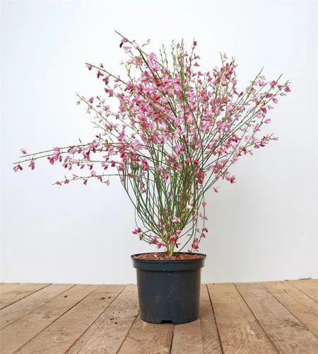 Pflanzen für Dich Gehölze Cytisus scop. Killiney Red, 1 St., Besen-Ginster, Roter Ginster