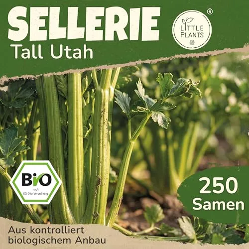 Little Plants BIO Sellerie Samen 250 Selleriesamen Tall Utah Stangensellerie Gemüsesamen Gemüsesaatgut Samenfest für Gemüsegarten, Hochbeet, Küche, Balkon und Garten