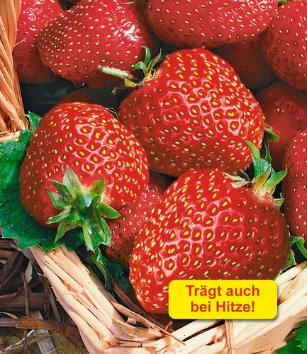 BALDUR Garten Immertragende Erdbeere 'Seascape®' - 6 winterharte Pflanzen - Obstsamen & -pflanzen, pflegeleicht und fruchtet auch bei großer Sommerhitze für eine langanhaltende Ernte.