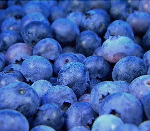 Dehner Heidelbeere Reka®, mittelgroße dunkelblaue Beeren, ca. 40-60 cm, 2 l Topf, Beerenstrauch