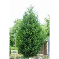 Cupressocyparis,eylandii 40-60 cm