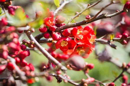 Japanische Zierquitte Chaenomeles japonica, 1 St. - Ziergehölze, reich blühender Strauch mit leuchtenden Blüten und duftenden Früchten, ideal für Garten, Terrasse oder Balkon.