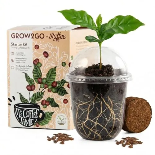 GROW2GO Dein eigener Zwergkaffee Strauch zum selber Pflanzen - Immergrüner Kaffeestrauch mit wunderschönen Blüten für die Anzucht von eigenen Kaffeebohnen (Anzuchtset)