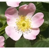 Schottische Zaunrose Weinrose 30-40cm - Rosa rubiginosa