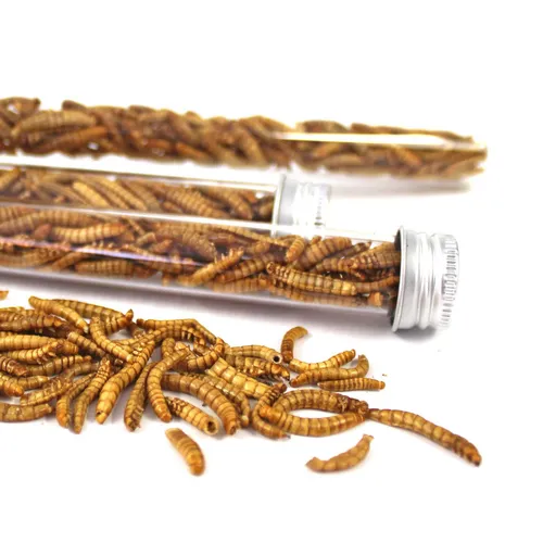 ESSBARE INSEKTEN MEHLWÜRMER - Snack-Insects Insektenröhchen zum Insekten-Kochen