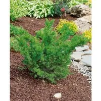 Taxus media 'Farmen' - Hybrid-Eibe, dunkelgrün, schnittverträglich - Ziergehölze - Die robuste Hybrid-Eibe 'Farmen' überzeugt mit ihrer schmal-säulenförmigen Silhouette und ist ideal für Hecken und als Solitärpflanze, pflegeleicht und winterhart.