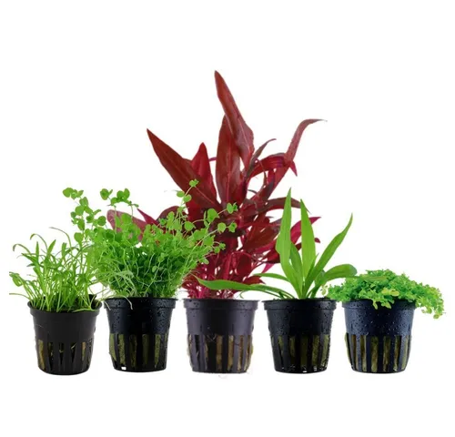 Aquaone Wasserpflanze Set mit 5 Vordergrundpflanzen Nr.138 - Set mit 5 Vordergrund Wasserpflanzen für ein lebendiges Aquarium, ideal zur Gestaltung und Verbesserung des Lebensraums für Fische.