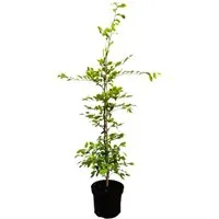 Carpinus betulus 80-100 cm 3 Liter Topf