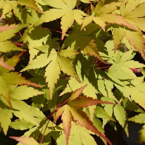 GreenboutiQ - Balkonpflanze - Japanischer Ahorn - Acer palmatum Summergold - Gelb - 1 Pflanze - Laubabwerfend - Topf 19cm Höhe 70cm
