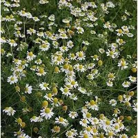 Echte Kamille - Matricaria recutita