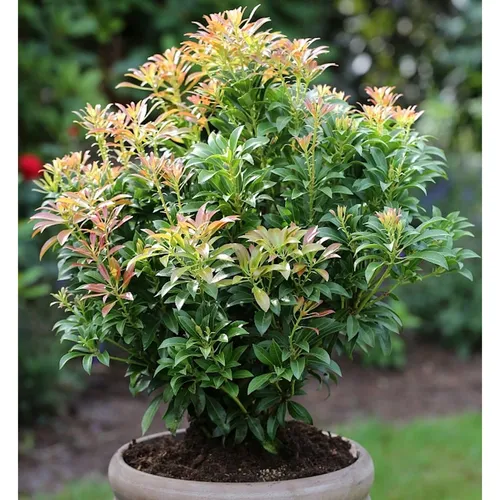 Schattenglöckchen Lavendelheide Passion 25-30cm - Pieris japonica - Sträucher: Immergrüne Lavendelheide mit schnittverträglichem Wuchs, ideal für halbschattige Gärten und als Hecke geeignet.