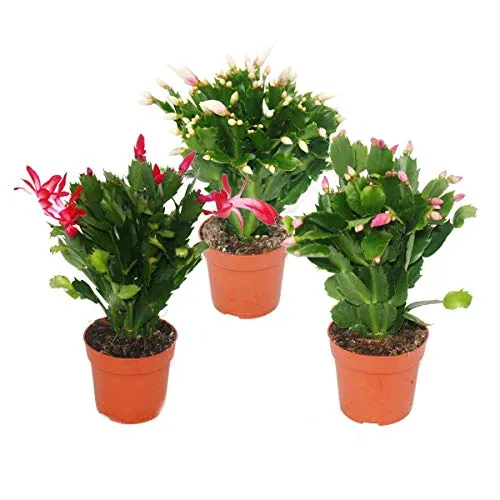 Exotenherz Kaktus Weihnachtskaktus - Set mit 3 Pflanzen - Set mit 3 Weihnachtskaktus-Pflanzen in rot, rosa und weiß. Ideal für einen hellen, warmen Standort und ein blühendes Highlight zur Weihnachtszeit. Topfgröße: 10,5 cm, Gesamthöhe: ca. 20 cm.
