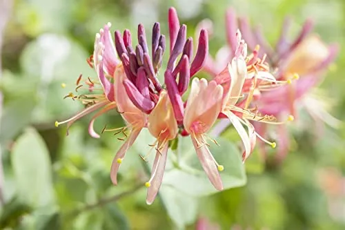 Lonicera periclymenum 'Serotina' 60–100 cm – Winterhart, Mehrjährig, Pflegeleicht – Geißblatt – Kletterpflanze für Pergola & Rankhilfe