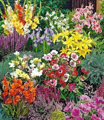BALDUR Garten Sommerblüher Spar-Paket – 100 pflegeleichte Zwiebeln im bunten Mix - Erleben Sie ein Blütenmeer mit 100 Zwiebeln in verschiedenen Farben. Ideal für effektvolle Beete und Blumensträuße. Bienenfreundlich und pflegeleicht – perfekt für Ihren Garten!