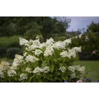 Rispenhortensie Unique 125-150 cm - Blühender Gartenstrauch - Die Hydrangea paniculata Unique ist ein beeindruckender Zierstrauch mit großen, weißen Blütenrispen. Ideal für Ihren Garten, sorgt sie für lange Blühfreude und attraktive Akzente in Beeten oder Kübeln.