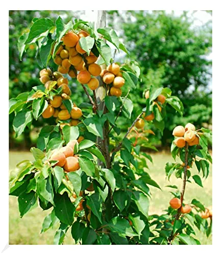 BALDUR Garten Säulen-Aprikose "Armi Col®" - platzsparender Aprikosenbaum - Obstsamen & -pflanzen, winterhart und ideal für kleine Gärten, Balkone und Terrassen mit geringer Pflege und Wasserbedarf.
