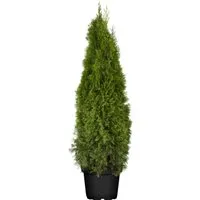 Thuja occidentalis 'Smaragd' 120-140 cm – Pflegeleichter Lebensbaum für Sichtschutz - Winterharter Lebensbaum 'Smaragd', ideal für Hecken und Sichtschutz. Dichtes, schmal kegelförmiges Wachstum mit smaragdgrünem Laub. Robust und pflegeleicht, perfekt für Garten und Terrasse.