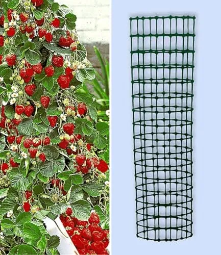 BALDUR Garten Kletter-Erdbeere 'Hummi®' mit Rankturm - Obstsamen & -pflanzen: Schnellwachsende, selbstfruchtende Klettererdbeeren mit extra langen Ranken, ideal für Beet & Kübel, ernten Sie bereits im ersten Jahr!