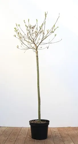 Salix gracilistyla 'Mount Aso' 80 cm Stammhöhe – Winterhart, Mehrjährig, Pflegeleicht – Japanische Weide – Ziergehölz für Garten & Kübel