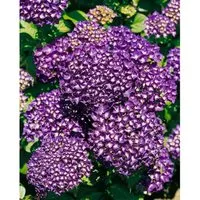 Bauernhortensie Hamburg 30-40 cm – Hydrangea Macrophylla - Prächtiger Blütenstrauch mit großen, kugeligen Blütenständen. Ideal für romantische Gärten, sowohl als Solitär als auch in Gruppenpflanzungen. Bringt üppige Farbakzente und überzeugt mit einer langen Blütezeit.