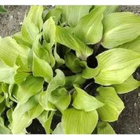 Funkie One Mans Treasure - Hosta Hybrid
