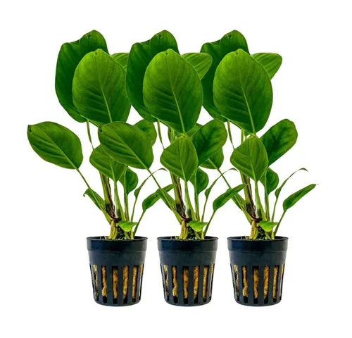 Aquaone Wasserpflanze Aquarium Pflanze 3 Stück Anubias heterophylla Topf Nr.302